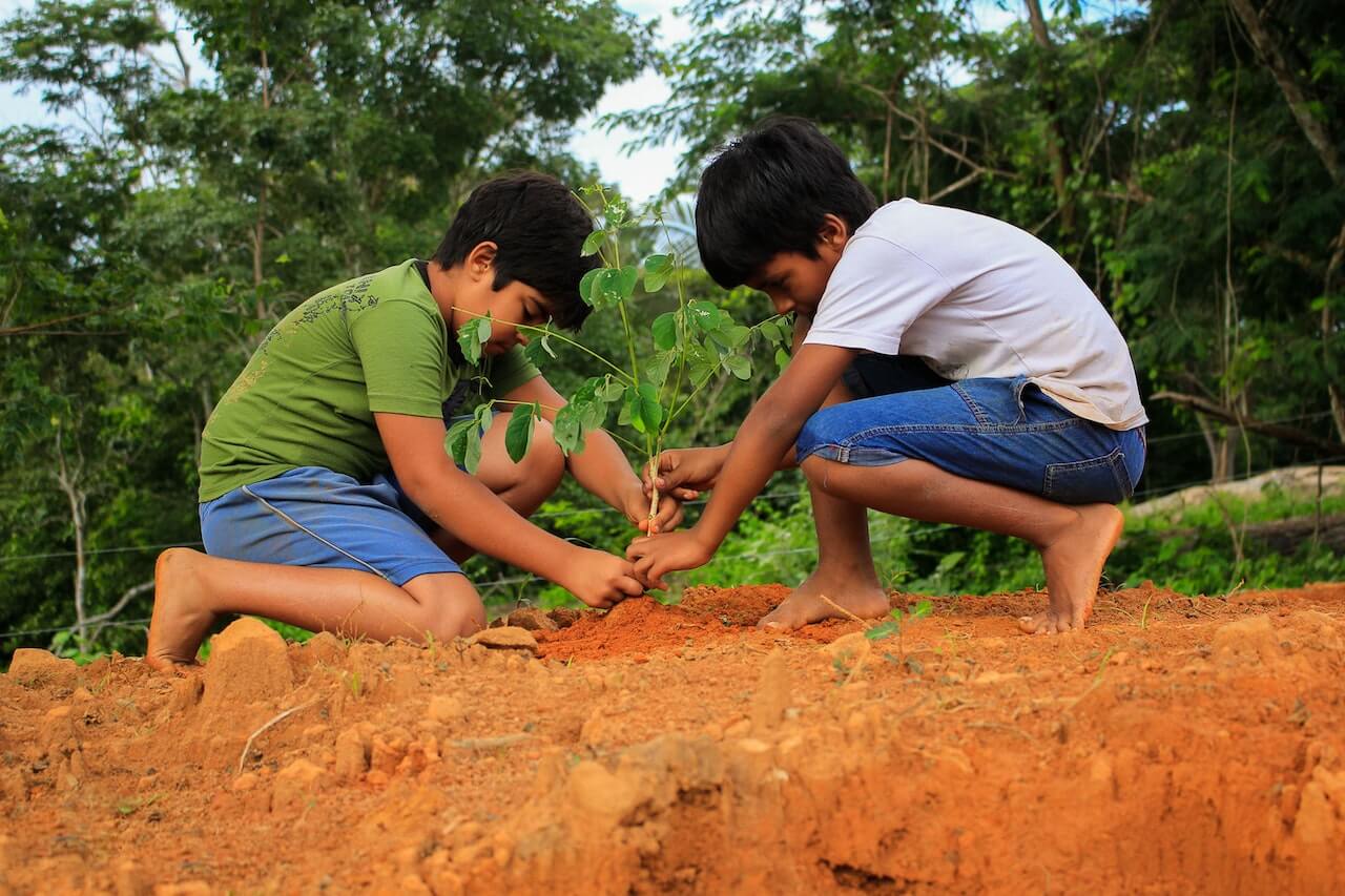 Young boys planting a tree