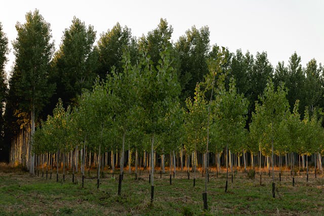 Trees Planted In Forest